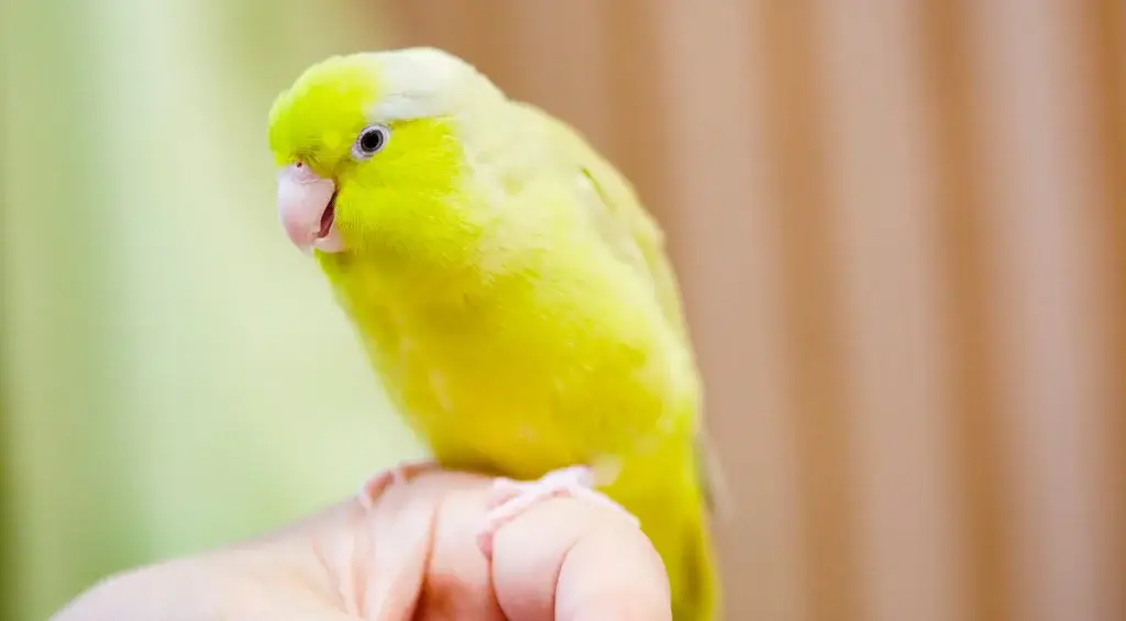 periquito australiano
